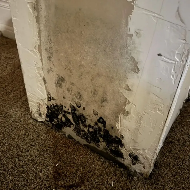 Professional Mold Removal in Leesburg, GA